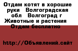 Отдам котят в хорошие руки - Волгоградская обл., Волгоград г. Животные и растения » Отдам бесплатно   